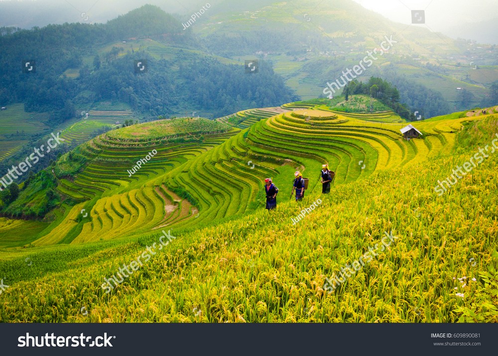 Ruộng bậc thang Tây Bắc MRBT-035